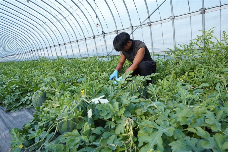 株式会社ファーム山脇